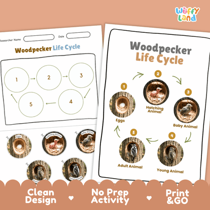 Woodpecker Life Cycle Poster and Cut and Paste Worksheet Activity