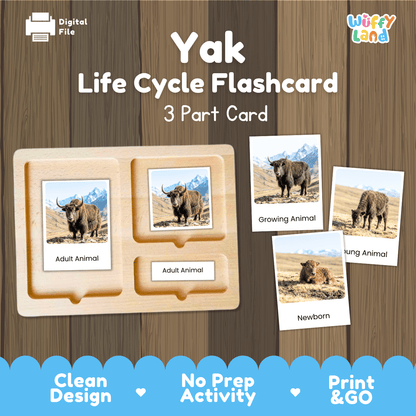 Yak Life Cycle Flashcards | Montessori 3 Part Cards Mammal Activity