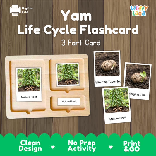Yam Life Cycle Flashcards 3 Part Cards Montessori Science Printable