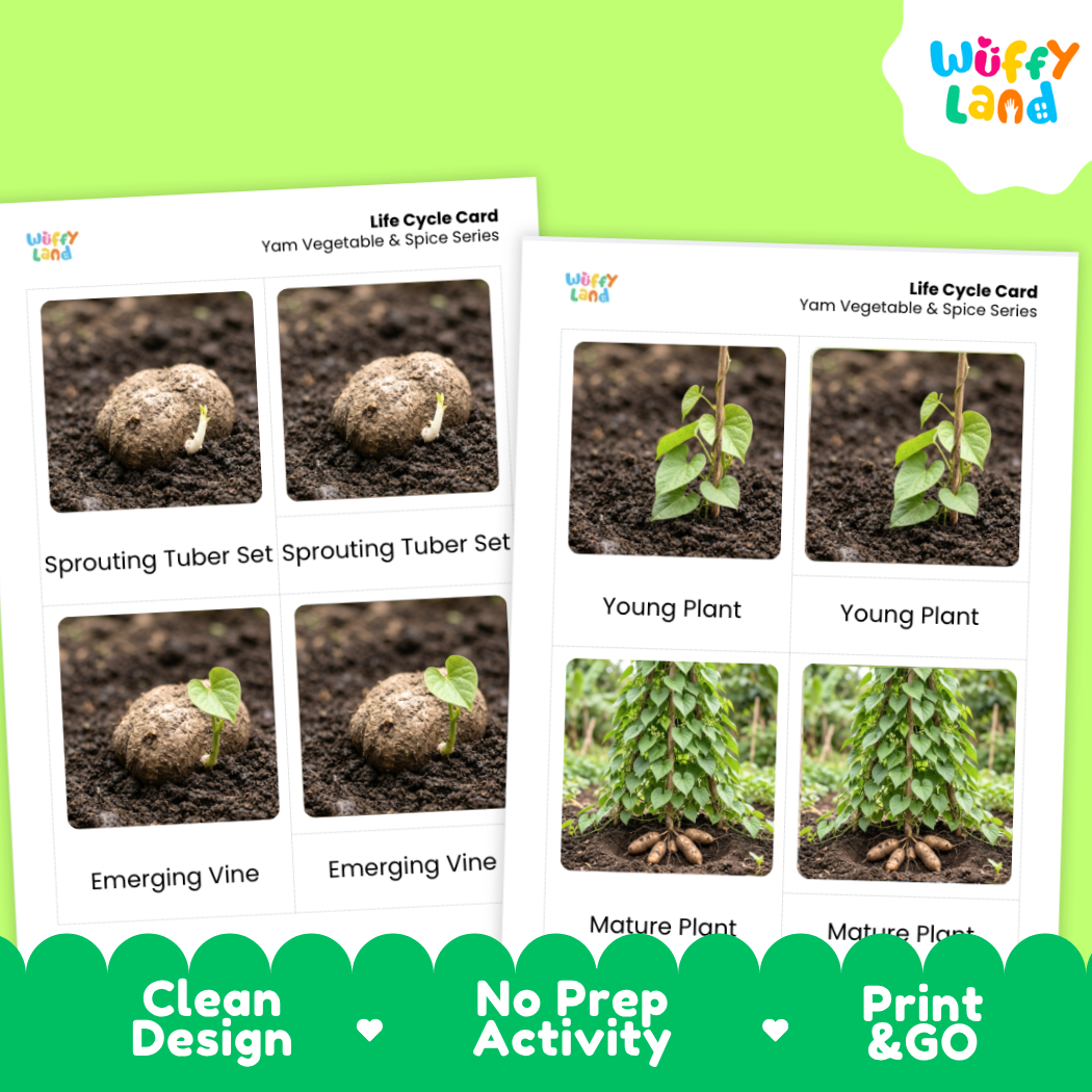 Two printed 'Life Cycle Card' sheets for a yam vegetable and spice series are shown on a bright green background. The cards feature labeled photos of tubers sprouting, emerging vines, and mature plants.
