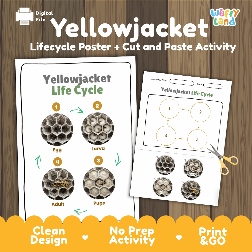 Yellowjacket Life Cycle Poster and Cut and Paste Activity Worksheets