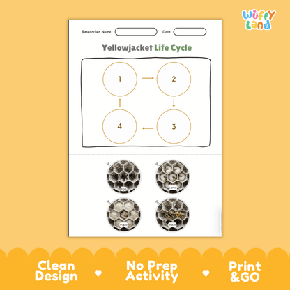 Yellowjacket Life Cycle Poster and Cut and Paste Activity Worksheets