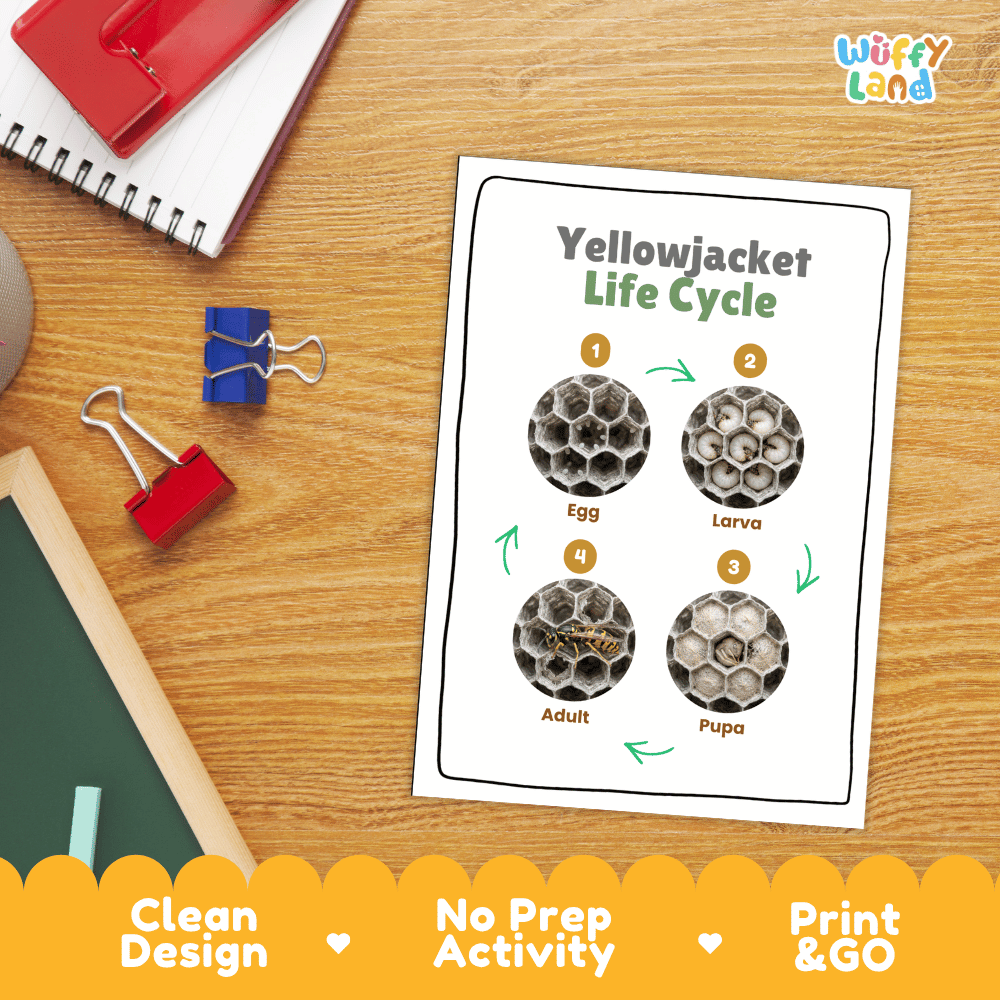 Yellowjacket Life Cycle Poster and Cut and Paste Activity Worksheets