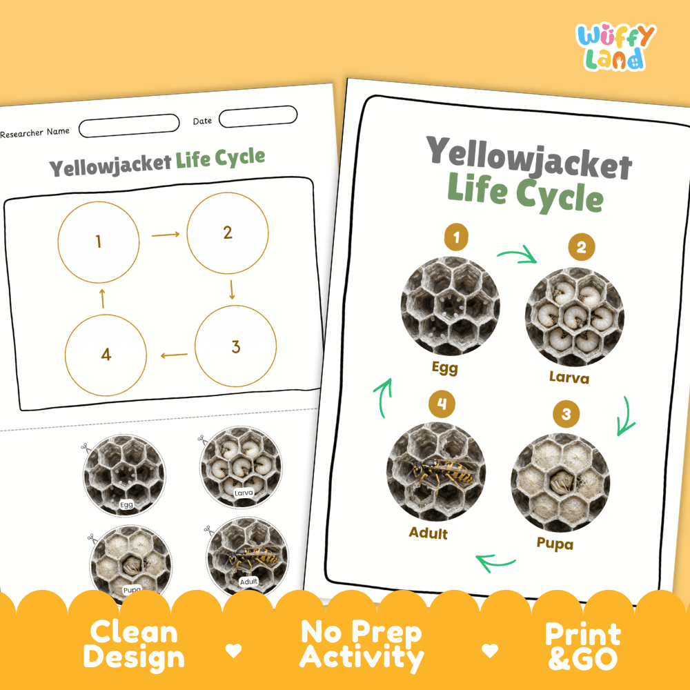 Yellowjacket Life Cycle Poster and Cut and Paste Activity Worksheets
