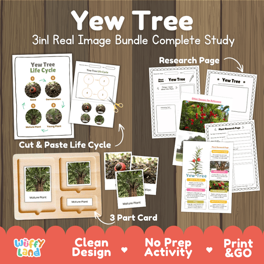 Yew tree 3in1 real image bundle complete study printable featuring life cycle cut and paste worksheets, Montessori 3-part cards, and research pages