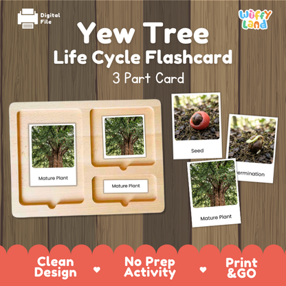 Yew Tree Life Cycle Flashcards | 3 Part Cards Montessori Science Activity