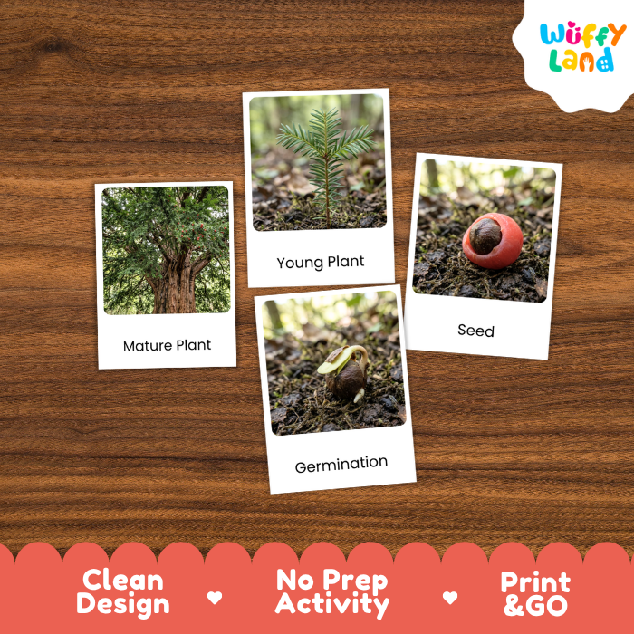 Yew Tree Life Cycle Flashcards | 3 Part Cards Montessori Science Activity