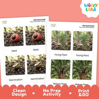 Yew Tree Life Cycle Flashcards | 3 Part Cards Montessori Science Activity