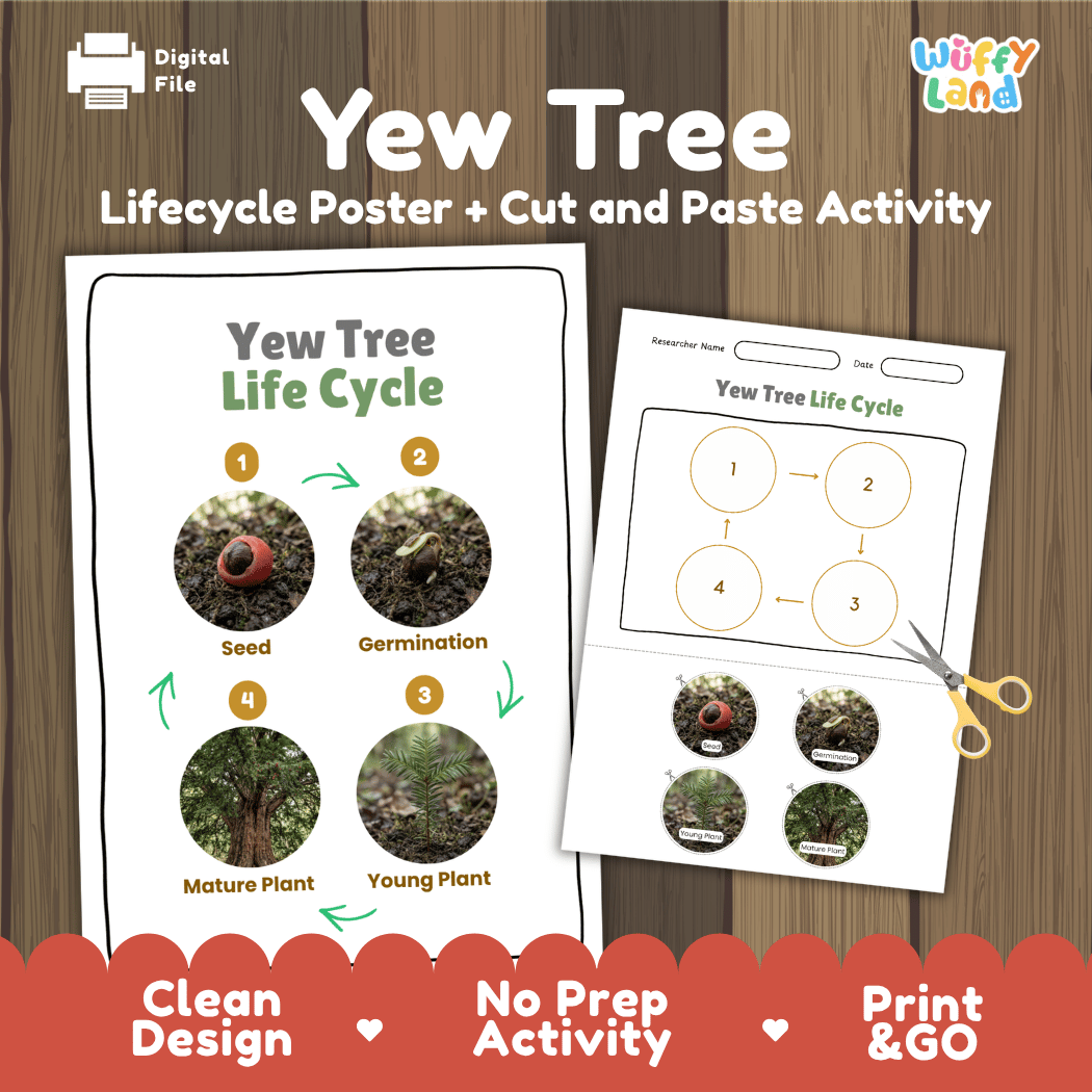 Yew Tree Life Cycle Poster and Cut and Paste Activity Worksheet