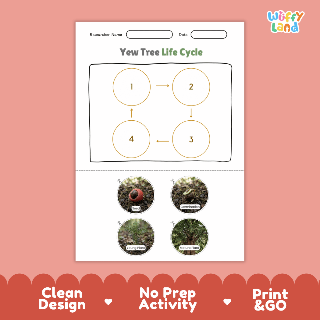 Yew Tree Life Cycle Poster and Cut and Paste Activity Worksheet