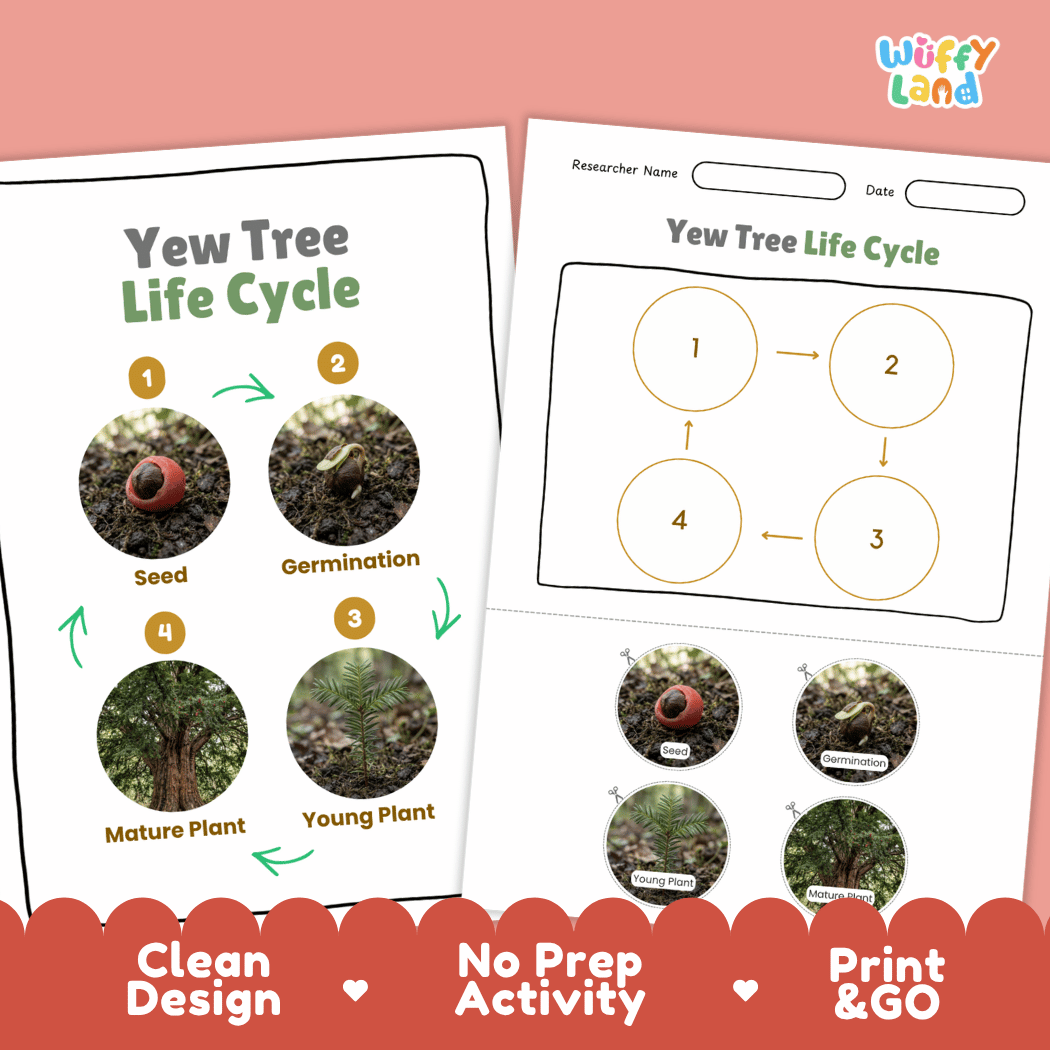 Yew Tree Life Cycle Poster and Cut and Paste Activity Worksheet