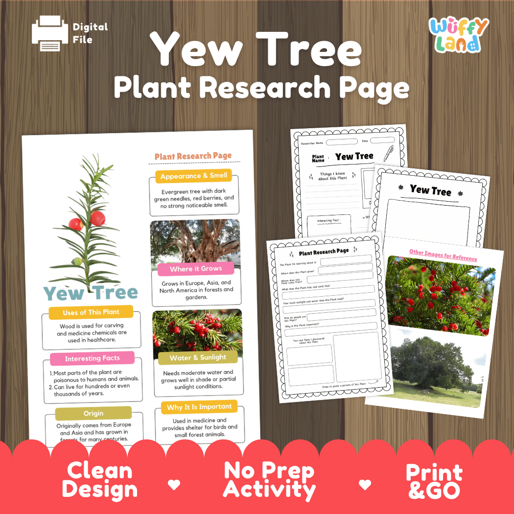 Yew Tree Plant Research Page Worksheets and Fact Sheet