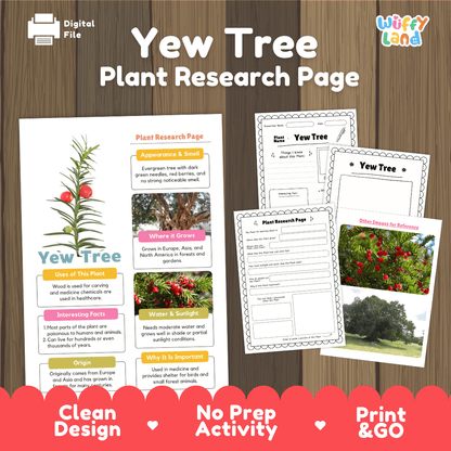Yew Tree Plant Research Page Worksheets and Fact Sheet