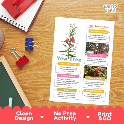 Yew Tree Plant Research Page Worksheets and Fact Sheet