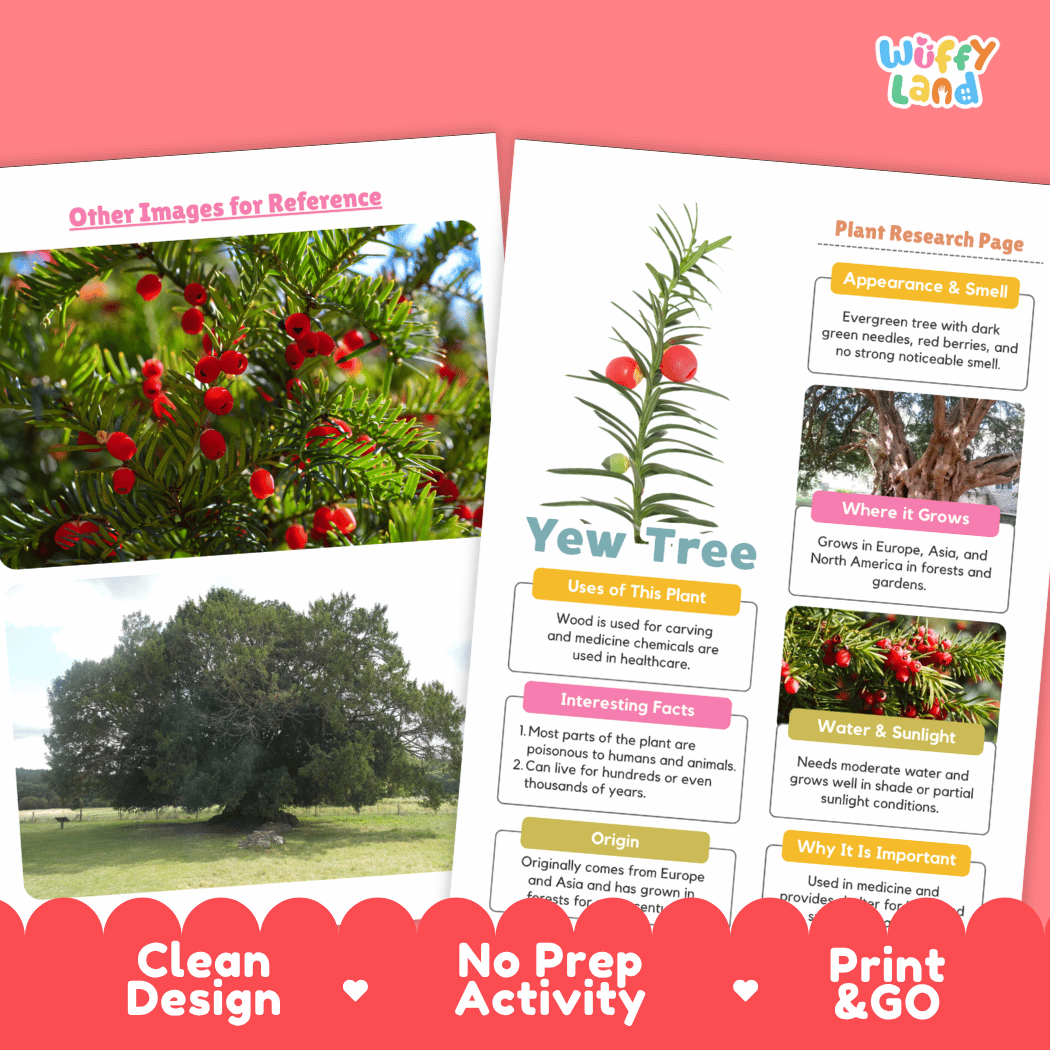 Yew Tree Plant Research Page Worksheets and Fact Sheet