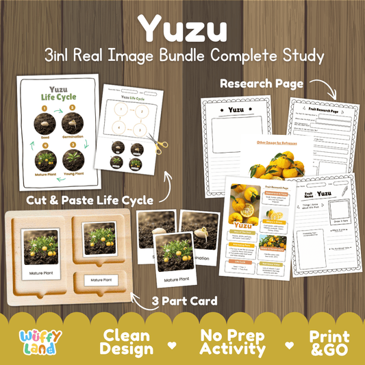 Complete Yuzu 3-in-1 real image study bundle featuring cut and paste worksheets, Montessori 3-part cards, and research pages 🍋🌱