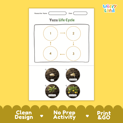 Educational reference chart poster showing the 4 stages of the yuzu citrus life cycle including seed, germination, young plant, and mature plant