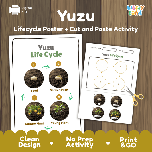 Yuzu plant life cycle educational poster and cut and paste printable sequencing activity featuring real photos for elementary science