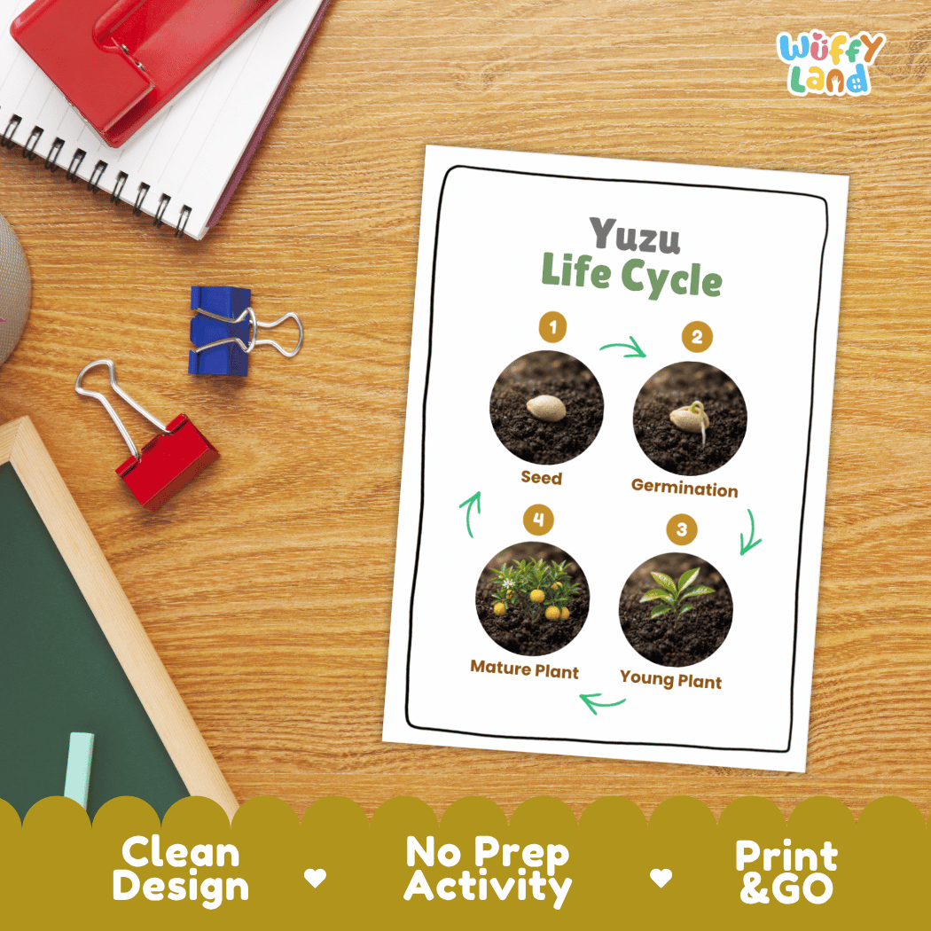 Hands-on cut and paste science worksheet with numbered circular slots for students to sequence real photo stages of a yuzu plant