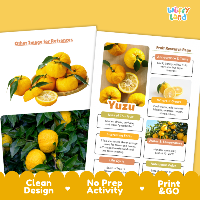 Two printed educational poster pages about yuzu fruit displayed on a yellow background. The left page shows a photo of whole and sliced yuzu fruits with green leaves, and the right page contains a labeled fruit research page with headings like Appearance & Taste, Where It Grows, Uses of the Fruit, and Interesting Facts.