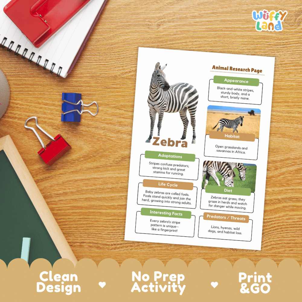 An educational animal research page about zebras is displayed on a wooden desk, surrounded by school supplies like a spiral notebook, binder clips, and a chalkboard. The page features a large zebra illustration and text boxes.