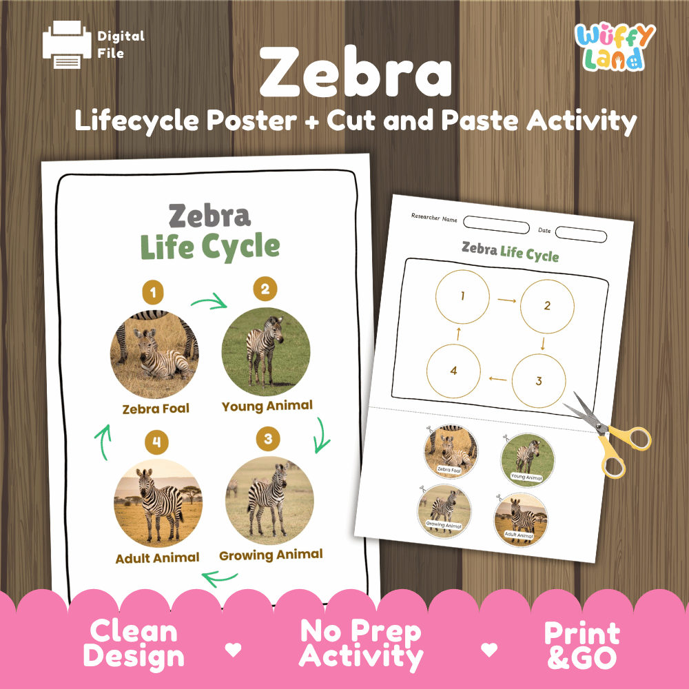 Zebra Life Cycle Poster and Cut and Paste Activity Worksheets