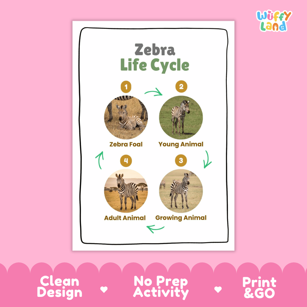 Zebra Life Cycle Poster and Cut and Paste Activity Worksheets