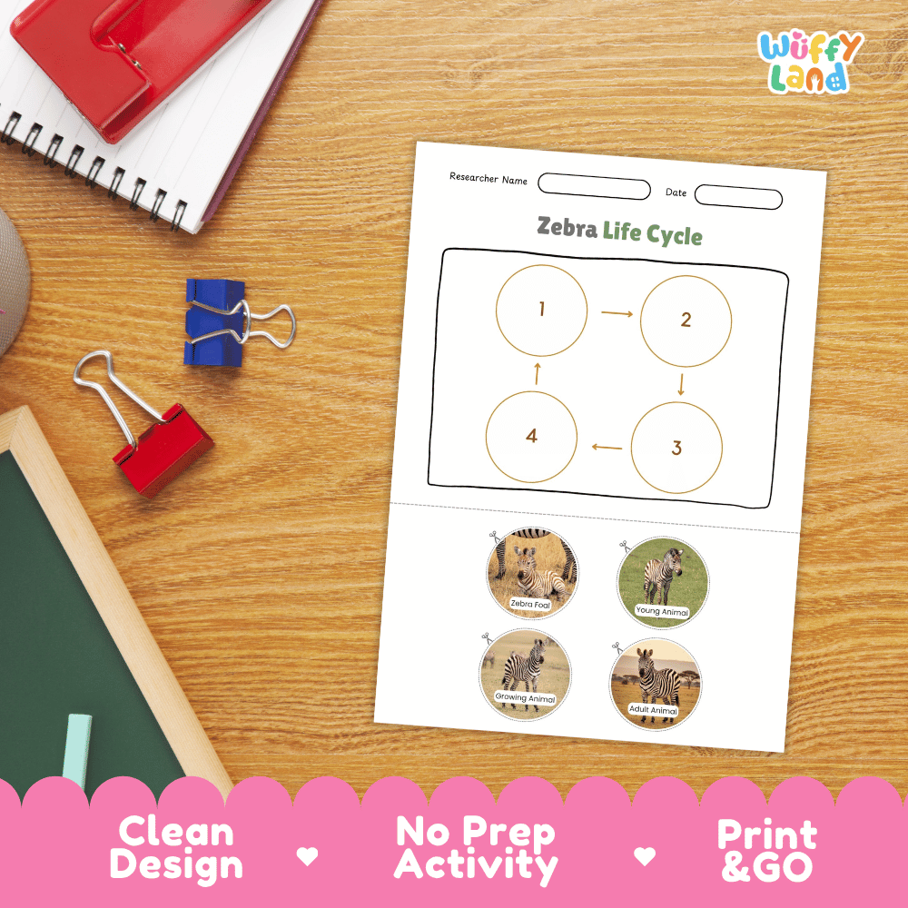 Zebra Life Cycle Poster and Cut and Paste Activity Worksheets