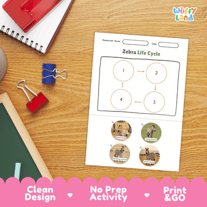 Zebra Life Cycle Poster and Cut and Paste Activity Worksheets