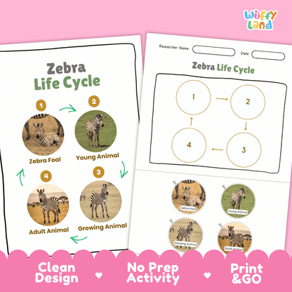 Zebra Life Cycle Poster and Cut and Paste Activity Worksheets