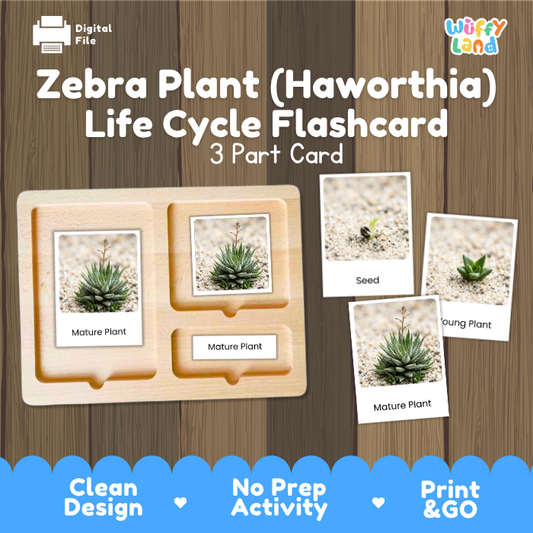 Zebra Plant Haworthia Life Cycle Flashcard 3 Part Card Montessori Science Printable