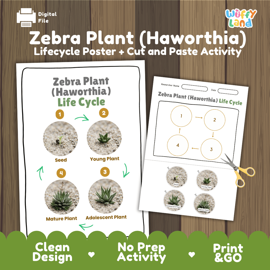 Zebra Plant Haworthia Life Cycle Poster and Cut and Paste Worksheet Activity