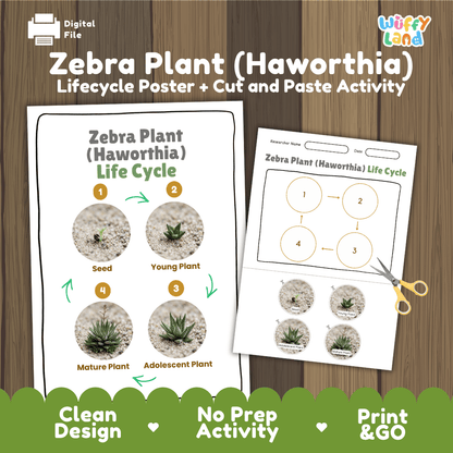 Zebra Plant Haworthia Life Cycle Poster and Cut and Paste Worksheet Activity