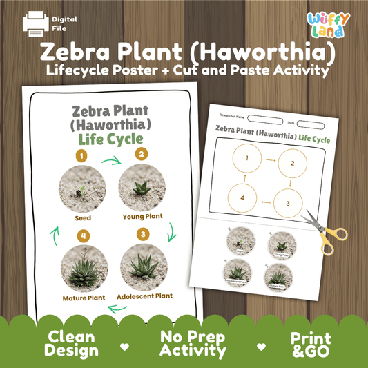 Zebra Plant Haworthia Life Cycle Poster and Cut and Paste Worksheet Activity