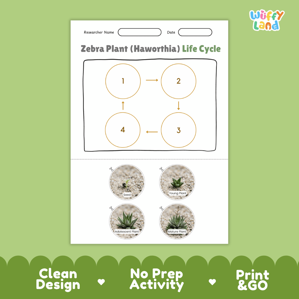 Zebra Plant Haworthia Life Cycle Poster and Cut and Paste Worksheet Activity