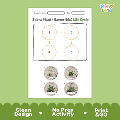 Zebra Plant Haworthia Life Cycle Poster and Cut and Paste Worksheet Activity