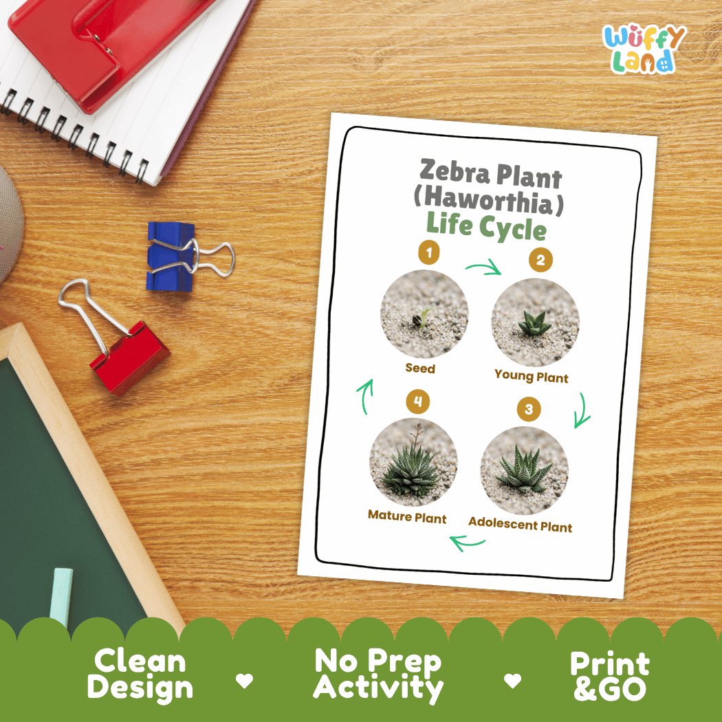 Zebra Plant Haworthia Life Cycle Poster and Cut and Paste Worksheet Activity