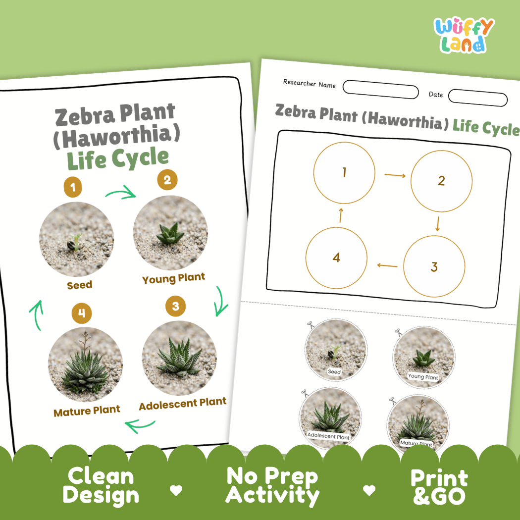 Zebra Plant Haworthia Life Cycle Poster and Cut and Paste Worksheet Activity