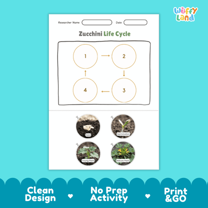 Educational reference poster showing four realistic photo stages of a zucchini life cycle including seed, germination, young plant, and mature plant