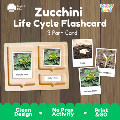 Zucchini Life Cycle Flashcard 3 Part Card Montessori Printable Activity