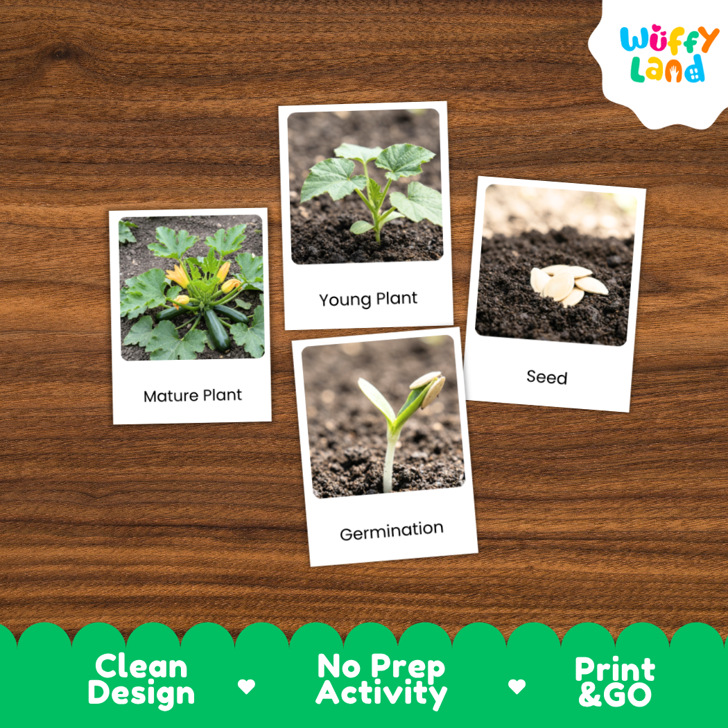 A set of four educational photo cards about plant growth, displayed on a brown wood-grain background. The cards are labeled 'Mature Plant', 'Young Plant', 'Seed', and 'Germination' with corresponding small photographs.