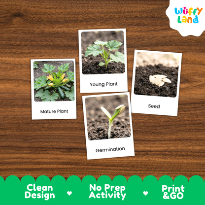 A set of four educational photo cards about plant growth, displayed on a brown wood-grain background. The cards are labeled 'Mature Plant', 'Young Plant', 'Seed', and 'Germination' with corresponding small photographs.
