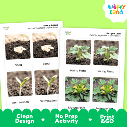Two printable activity cards titled 'Life Cycle Card' for zucchini vegetable & spice series, showing seed, germination, young plant, and mature plant photos. The cards are shown on a bright green background with a Wuffi Land logo and marketing text 'Clean Design', 'No Prep Activity', and 'Print & GO'.