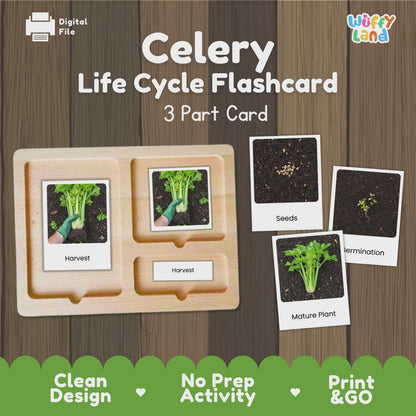Celery Life Cycle Activity Cut Paste Worksheet Science Plant Growth Sequencing