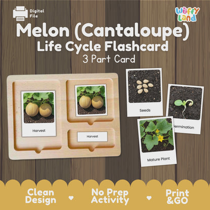Melon Cantaloupe Life Cycle Activity Worksheet Science Plant Sequence