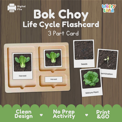 Bok Choy Life Cycle Flashcards Montessori 3 Part Cards Science Activity Garden