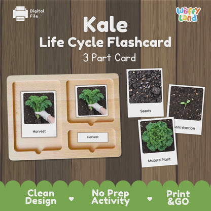 Kale Life Cycle Flashcards Montessori 3 Part Cards Science Activity Garden