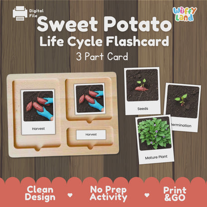 Sweet Potato Life Cycle Flashcards Montessori 3 Part Cards Science Activity Garden