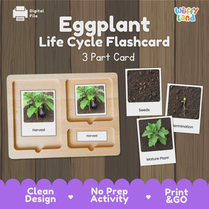Eggplant Life Cycle Flashcards Montessori 3 Part Cards Science Activity Garden