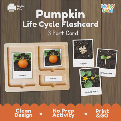 Pumpkin Life Cycle Flashcards Montessori 3 Part Cards Science Activity